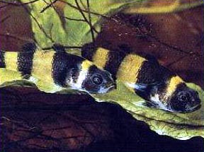 Brachygobius xanthozona