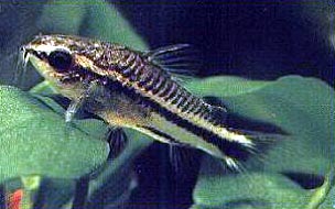Corydoras pygmaeus
