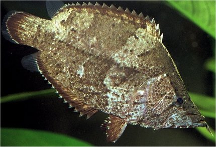 Monocirrhus polyacanthus o pesce foglia