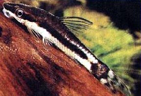 Otocinclus affinis